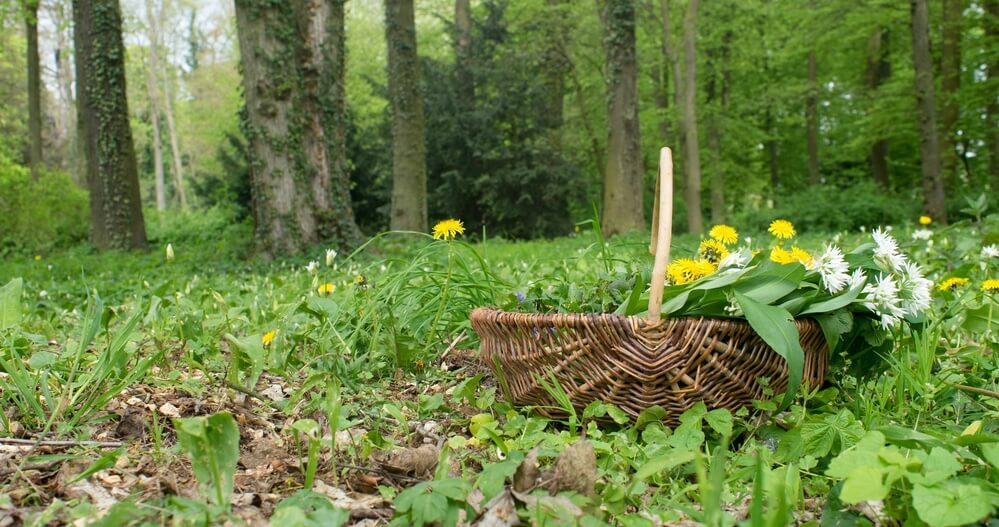 Deine Wilde Natur Entdecken