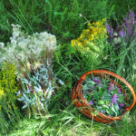 Gather Herbs. Herbal Plants. Hypericum perforatum, yellow bedstraw