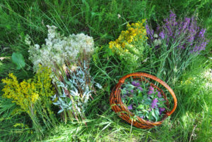 Gather Herbs. Herbal Plants. Hypericum perforatum, yellow bedstraw