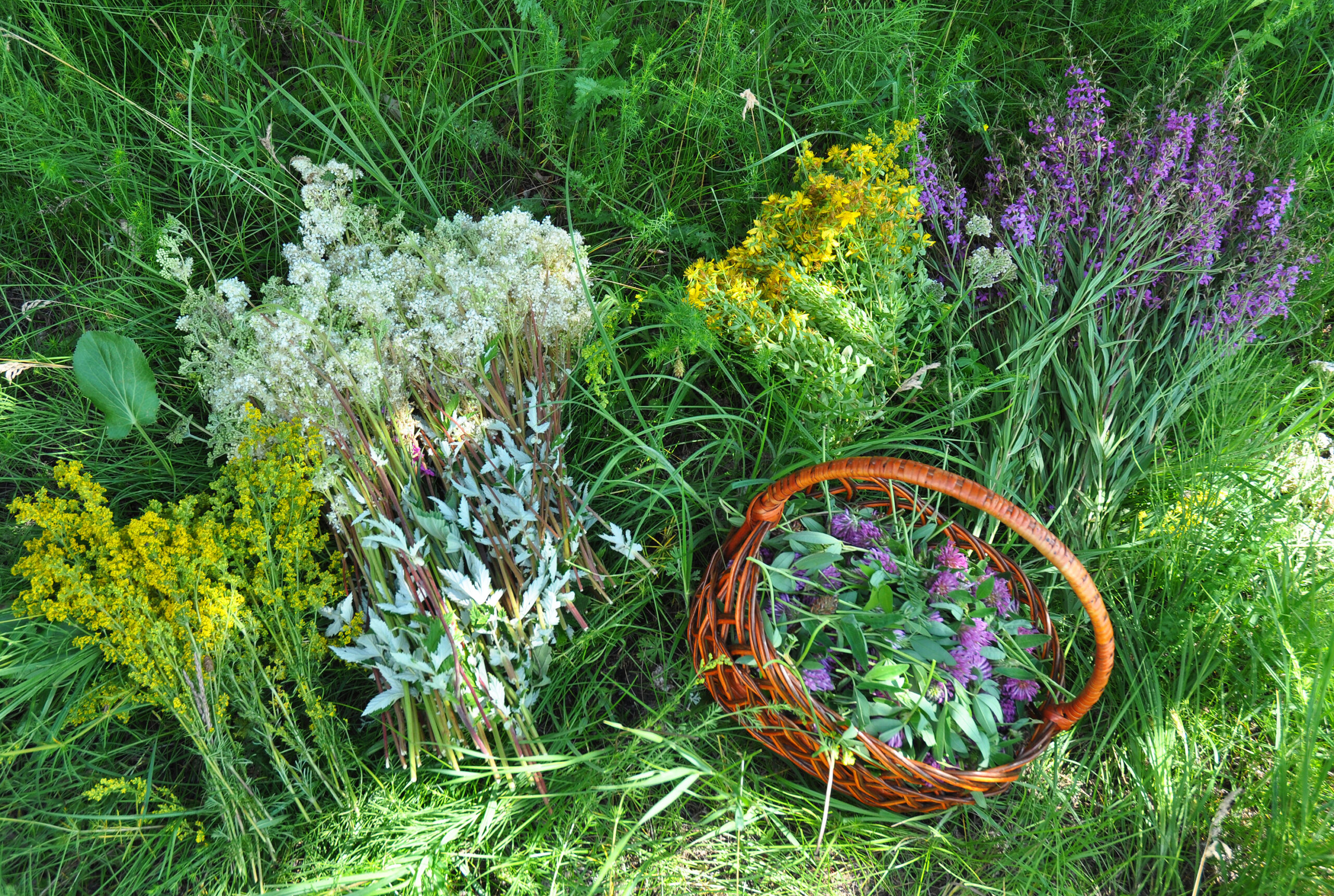 Gather Herbs. Herbal Plants. Hypericum perforatum, yellow bedstraw